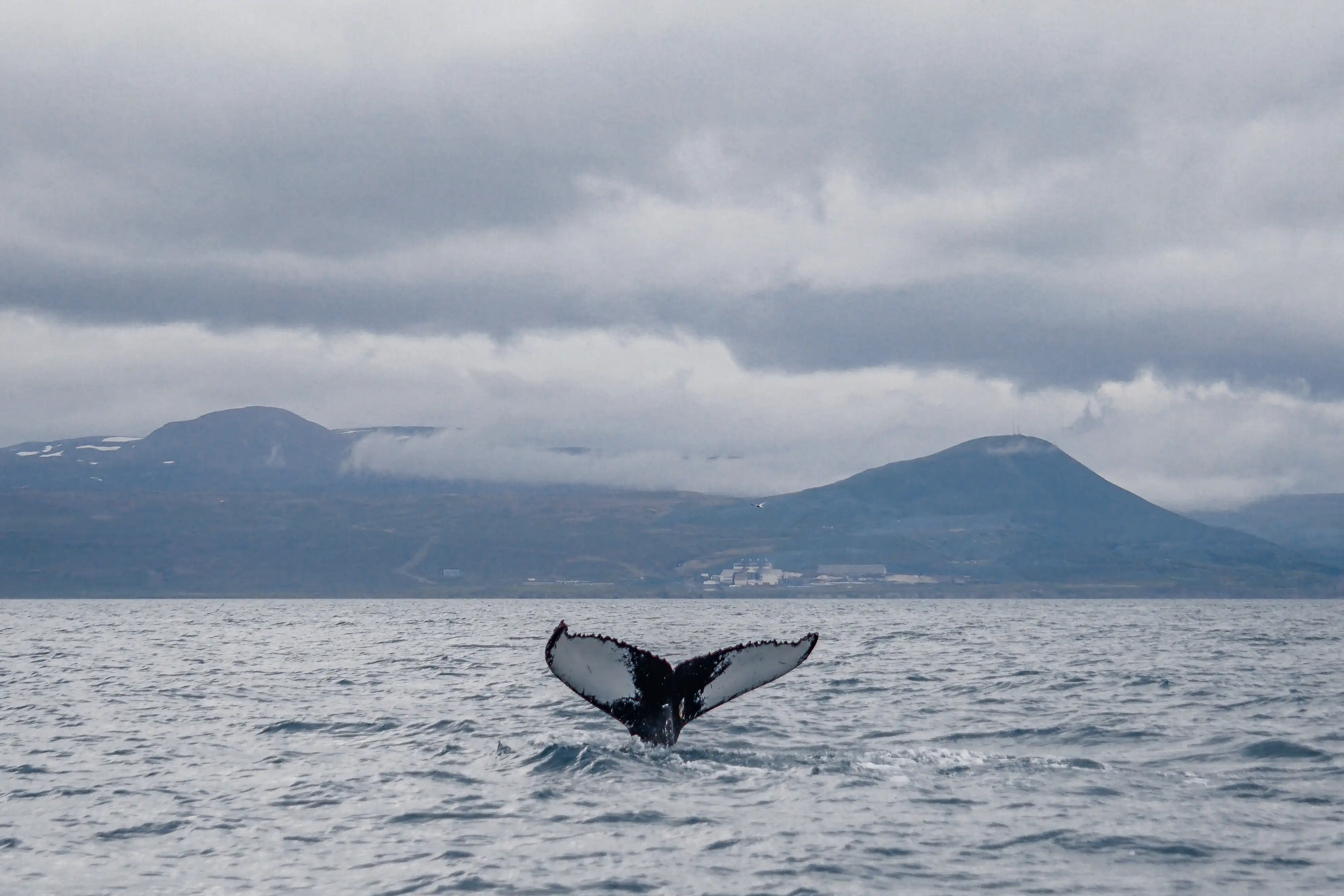 Whale tail rising from water with mountains in the background.