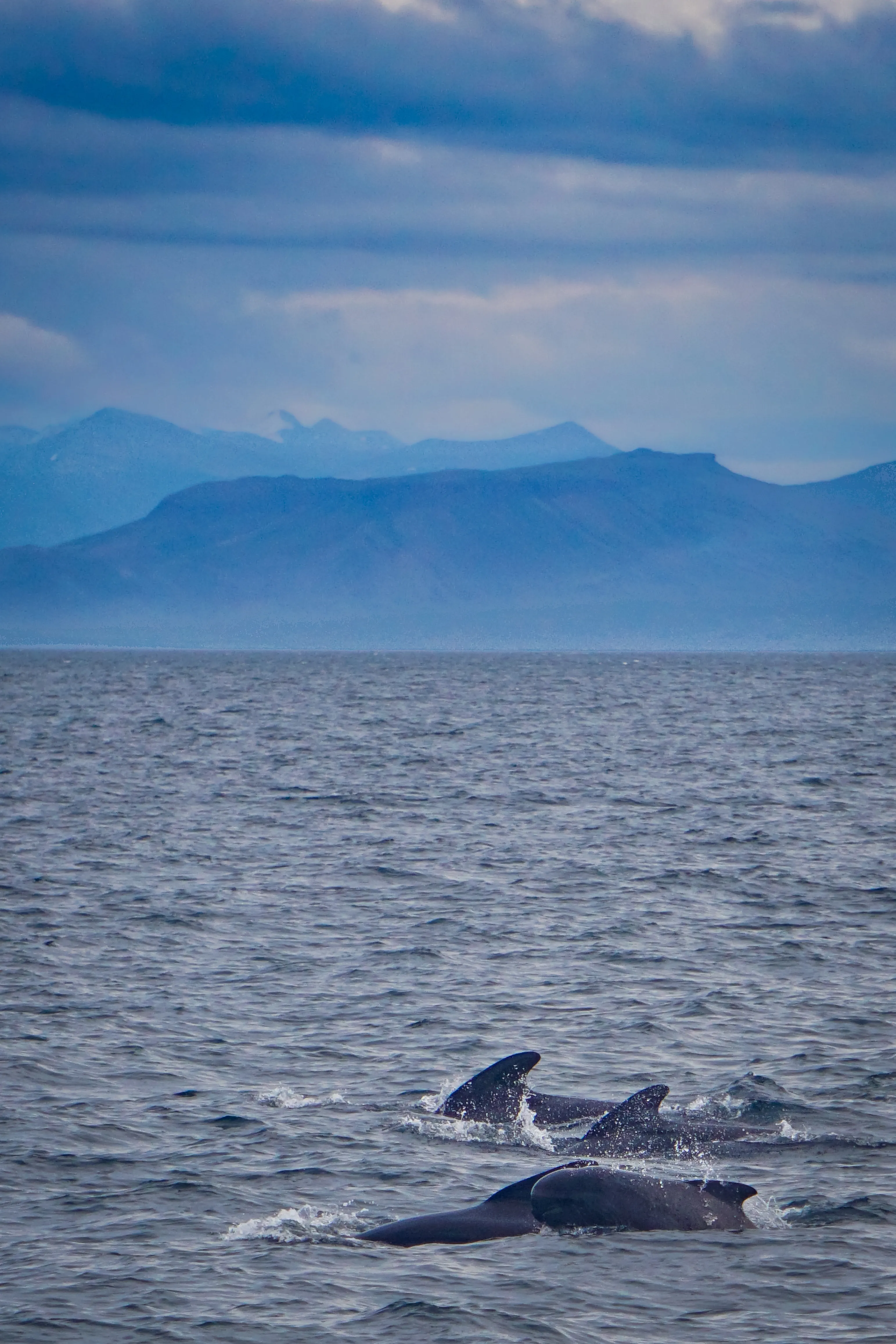 Whale surfacing in blue water with distant mountains behind.