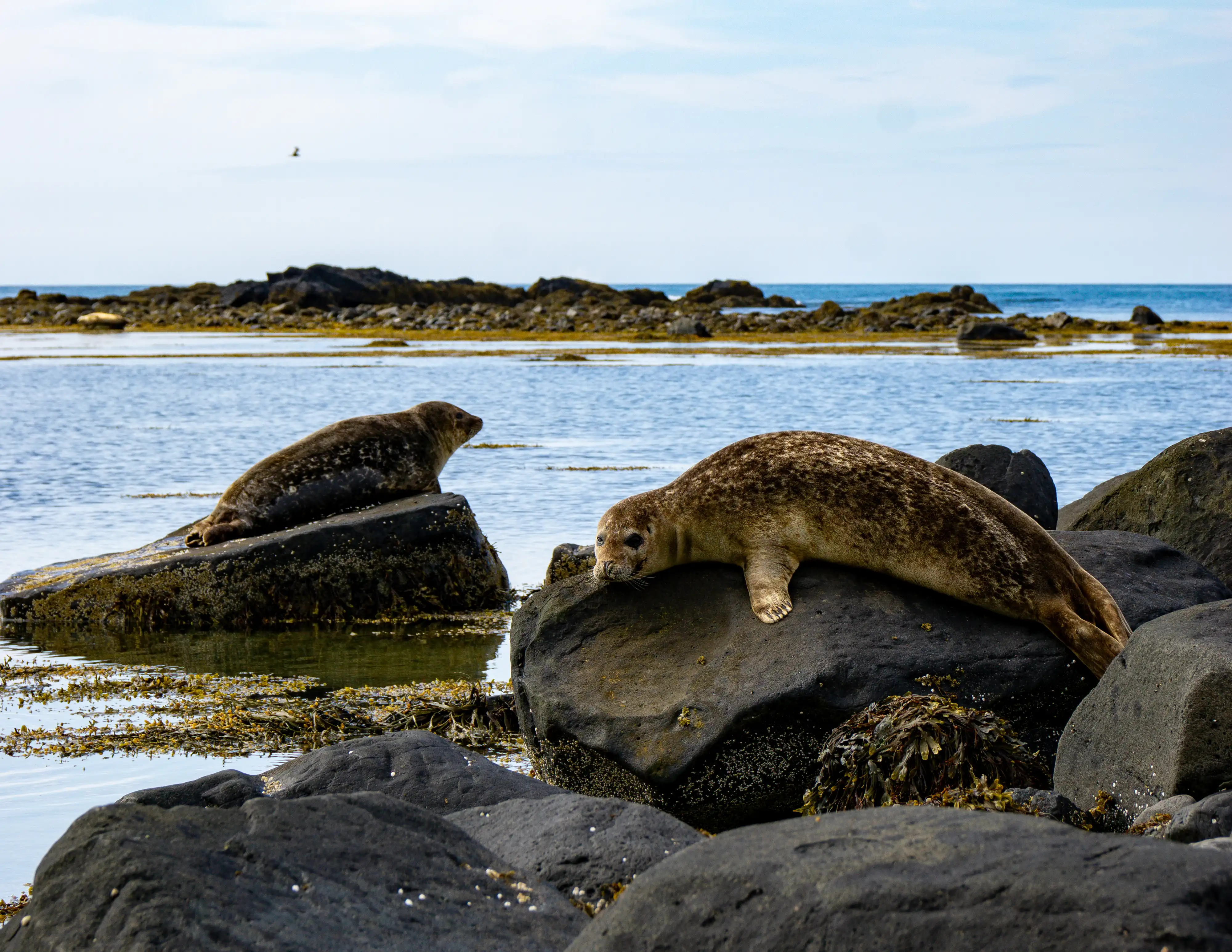 Seals resting on rocks along a bright Icelandic shoreline.